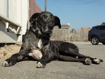 Pepper, the shop dog at Mick’s Automotive